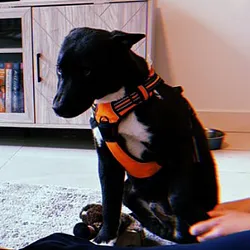 Ansems Dog (ZEUS) Price Prediction