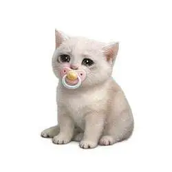Baby Cash Cat