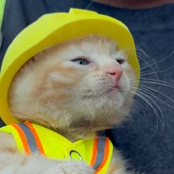 cat wif helmet (SUE) Price Prediction