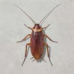 cockroach