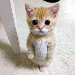 gato
