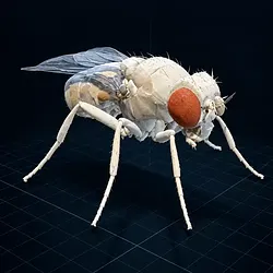 fly