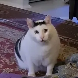 Huh The Viral Cat (HUH)