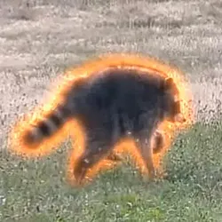 /static-backend/exchangeBm-upload/img/seo/SEO_jimothy-the-raccoon.png?x-oss-process=image/format,webp