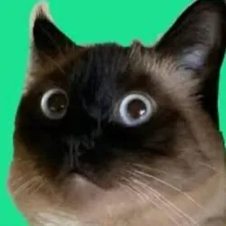 merv the cat (MERV)