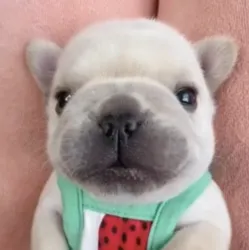 Pibblepan’s Coin (PIBBLE)