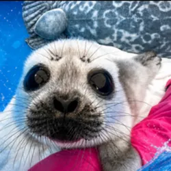 seals
