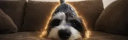 Shark Dog (SD) Price Prediction