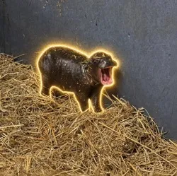 The Pygmy Hippo (TINYTANK)