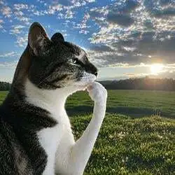 /static-backend/exchangeBm-upload/img/seo/SEO_thinking-cat.jpeg?x-oss-process=image/format,webp