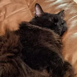Stella Cat (STELLA) Price Prediction