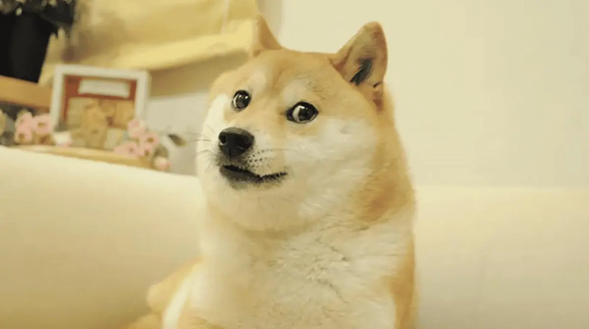 dogecoin-gains-access-to-paxos-network-used-by-paypal-and-venmo